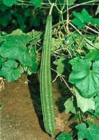 Rishi Ridge gourd seed packet