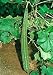Rishi Ridge gourd seed packet