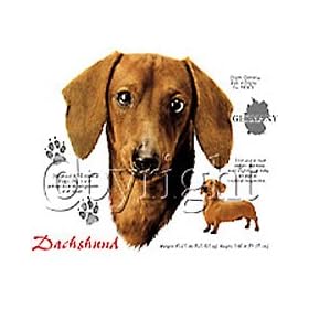 Dachshunds T-Shirts