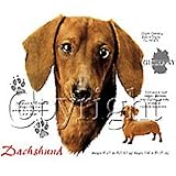 Dachshund Adult Sweatshirt