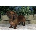 Dachshund Patio Scene Floor Mat