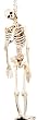 5 Foot Latex Skeleton