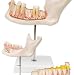 Classic Heart Model with Conducting System, 2 part