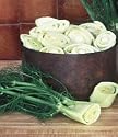 Fennel, Florence - 1 Pkt. (600 seeds)