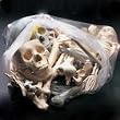 Anatomical Chart Co. Bags of Bones Item #: BONES1