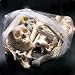 Anatomical Chart Co. Bags of Bones Item #: BONES1