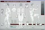 Acupuncture Chart - Points & Meridians of Acupuncture