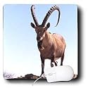 Farm Animals - Nubian Goat - Mouse Pads