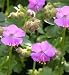 Garden Perennial-Geranium 'Cambridge' P9