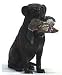 Hunter Dan Hank Labrador Retriever Hank With Mallard
