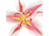 Kitchen & Housewares : Greeting Card Midi - Stargazer Lily