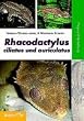 Rhacodactylus ciliatus und auriculatus: Pflege und Vermehrung