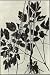 Seeds of Medicinal Plants and Herbs: Black Cohosh, Black Snakeroot Cimicifuga racemosa