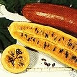 Casabanana - 5 Seeds - Sicana odorifera