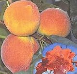 Red Baron Peach Tree Five Gallon