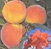 Red Baron Peach Tree Five Gallon