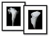 Arum Lily III by Bruce Rae, 18x22