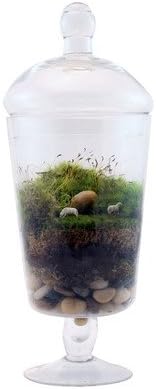 Grazed and Confused Desk Top Plant in Terrarium