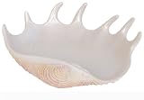 Expressions Sea Breeze Soap Dish
