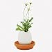 Eggling - Flower - Chrysanthemum Image