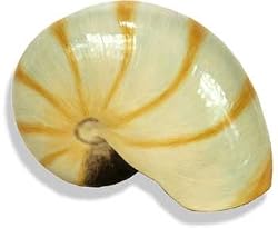 Blue Ribbon Nautilus Shell Large