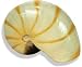 Blue Ribbon Nautilus Shell Large