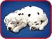 Dalmation