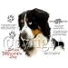 Bernese Mountain Dog Adult Long Sleeve T-Shirt