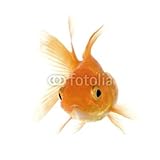 Wallmonkeys Peel and Stick Wall Decals - Goldfish in Front of a White Background - 48