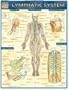 Lymphatic System (Medical Series)