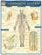 Lymphatic System (Medical Series)