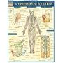 Lymphatic System Laminated Reference Guide (Medical Series)
