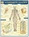 Lymphatic System Laminated Reference Guide (Medical Series)