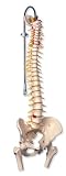 3B Scientific Deluxe Flexible Spine
