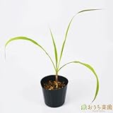 レモングラス 【苗】 9cmポット <当店は 苗 種 鉢 培養土 ニーム の専門店> レモングラス 【苗】 9cmポット <当店は 苗 種 鉢 培養土 ニーム の専門店>