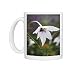 Photo Mugs of CRH-1046 Acidanthera - This gladiolus like plant grows its fragrant blooms in from Ardea Wildlife Pets