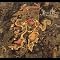 Masada Highlights