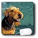 Dogs Airedale - Airedale Terrier - Mouse Pads