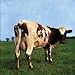 Atom Heart Mother
