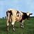 Atom Heart Mother
