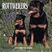 Dog Breeds Rottweilers Mini Calen