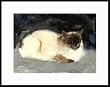 Mr. Nippy Framed Artist's Proof by Drew Strouble