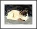 Mr. Nippy Framed Artist's Proof by Drew Strouble
