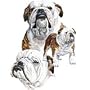 English Bulldog Adult Long Sleeve T-Shirt