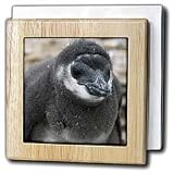 Kike Calvo Penguin - Half a million Magellanic penguins arrive at the Patagonia coasts in the Chubut province. - Tile Napkin Holders