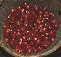 nutmeg essential oil