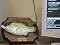 Big Mouth Billy Bass the Singing Sensation, "Take Me to the River"