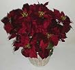 Velvet DOUBLE Poinsettia Burgundy