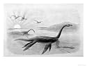 Plesiosaurus Dolichodeirus Art Giclee Poster Print by J. Smit, 24x18