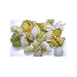 FMR HERMIT SHELL XLARGE 6PC